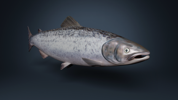 Bilde av laks frå Blue Planet Academy